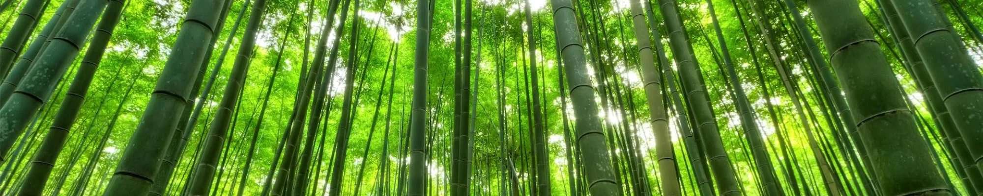 Bamboo trees